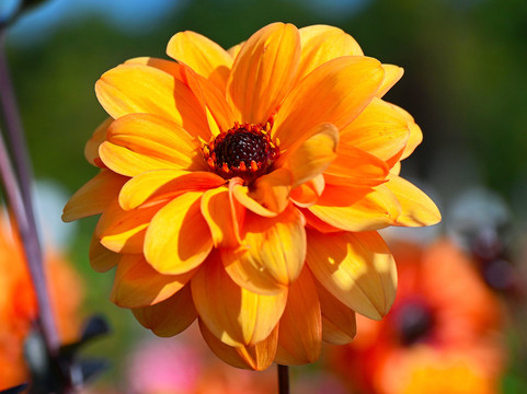 Aylett Nurseries-圣奥尔本斯必去景点