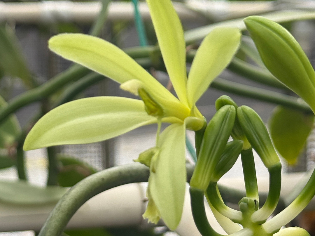 The Vanillerie-凯鲁瓦-柯纳必去景点