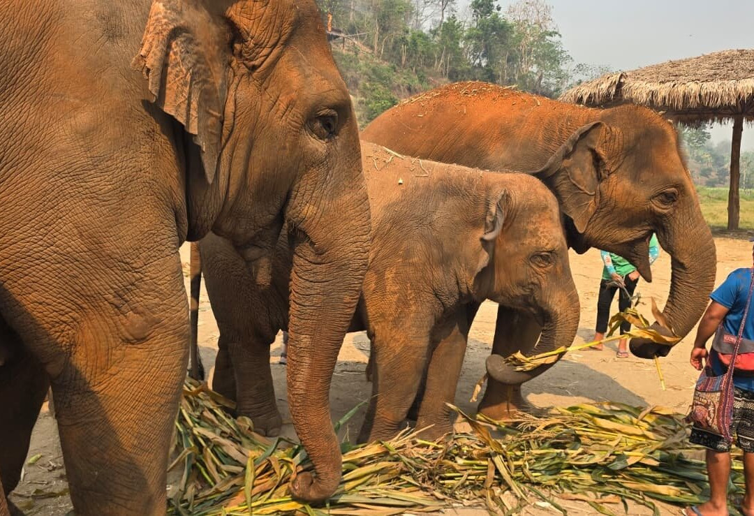Elephant Sanctuary Care Park-清迈必去景点