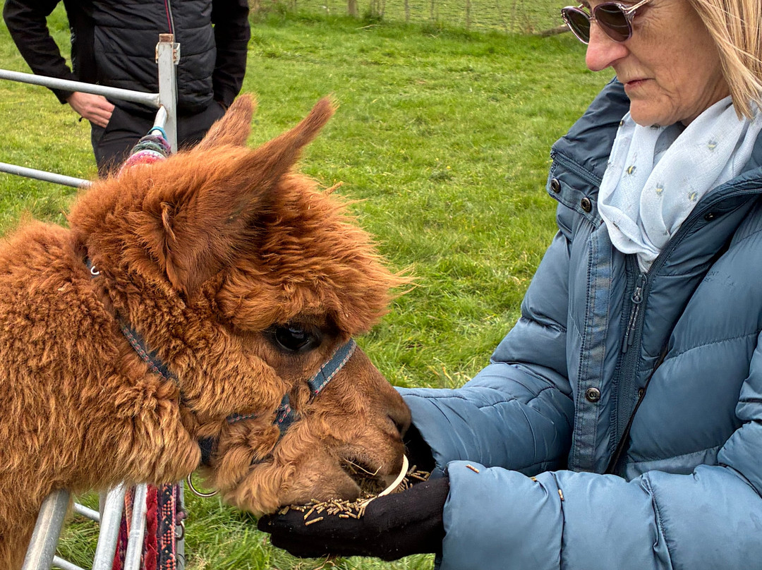 Brackenfield Alpacas-马特洛克必去景点