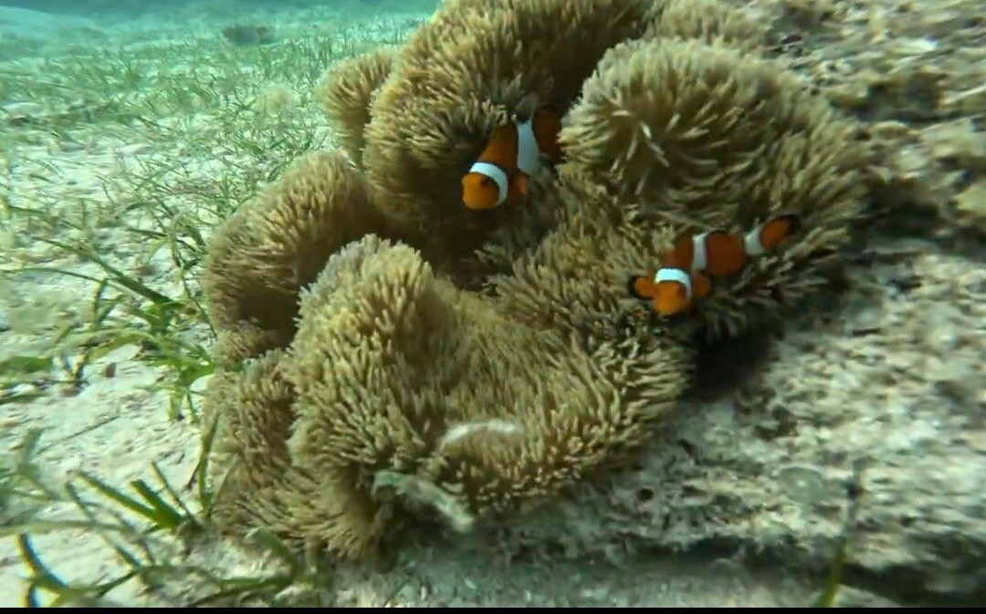 Miyakojima Diving Shop Guide-Ya-San-宫古岛市必去景点
