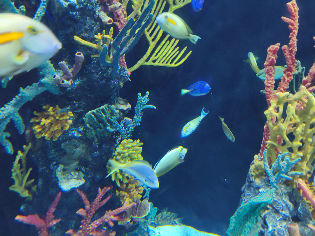 Acuario Michin Puebla-普埃布拉必去景点