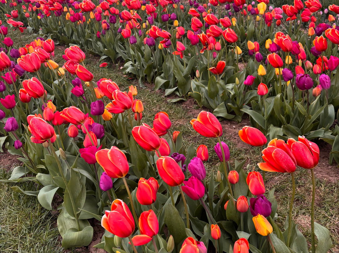 Tulleys Tulip Garden - Warwickshire-沃里克必去景点