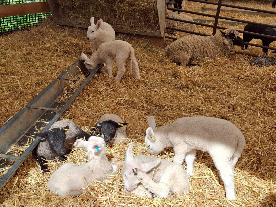Baylham House Rare Breeds Farm-伊普斯威奇必去景点
