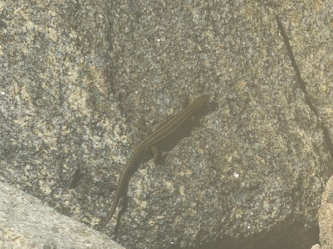 Islas Cíes-Cies Islands必去景点