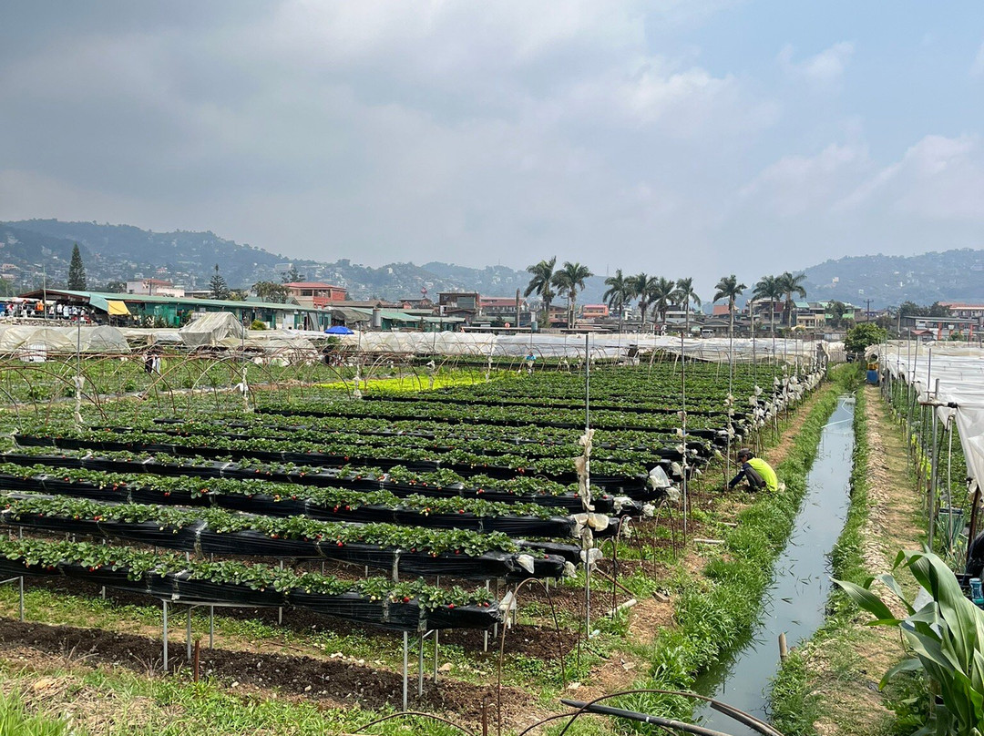 Strawberry Farm-La Trinidad必去景点