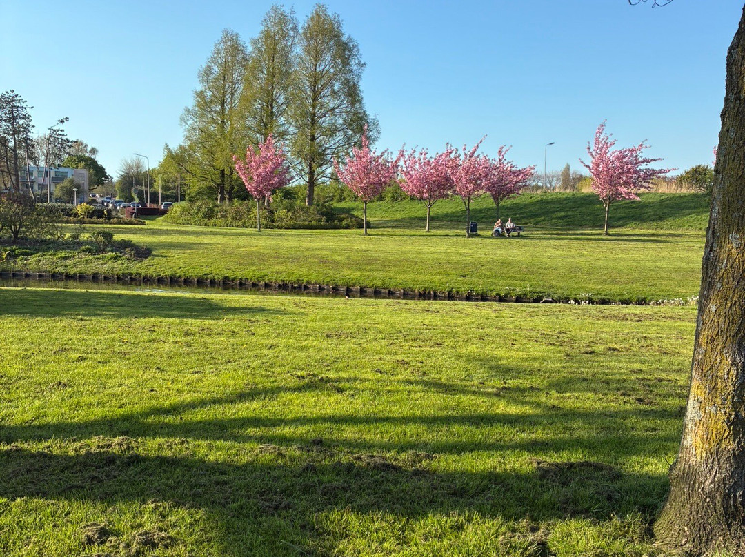 Het Seringenpark van Aalsmeer uit 1951-Aalsmeer必去景点
