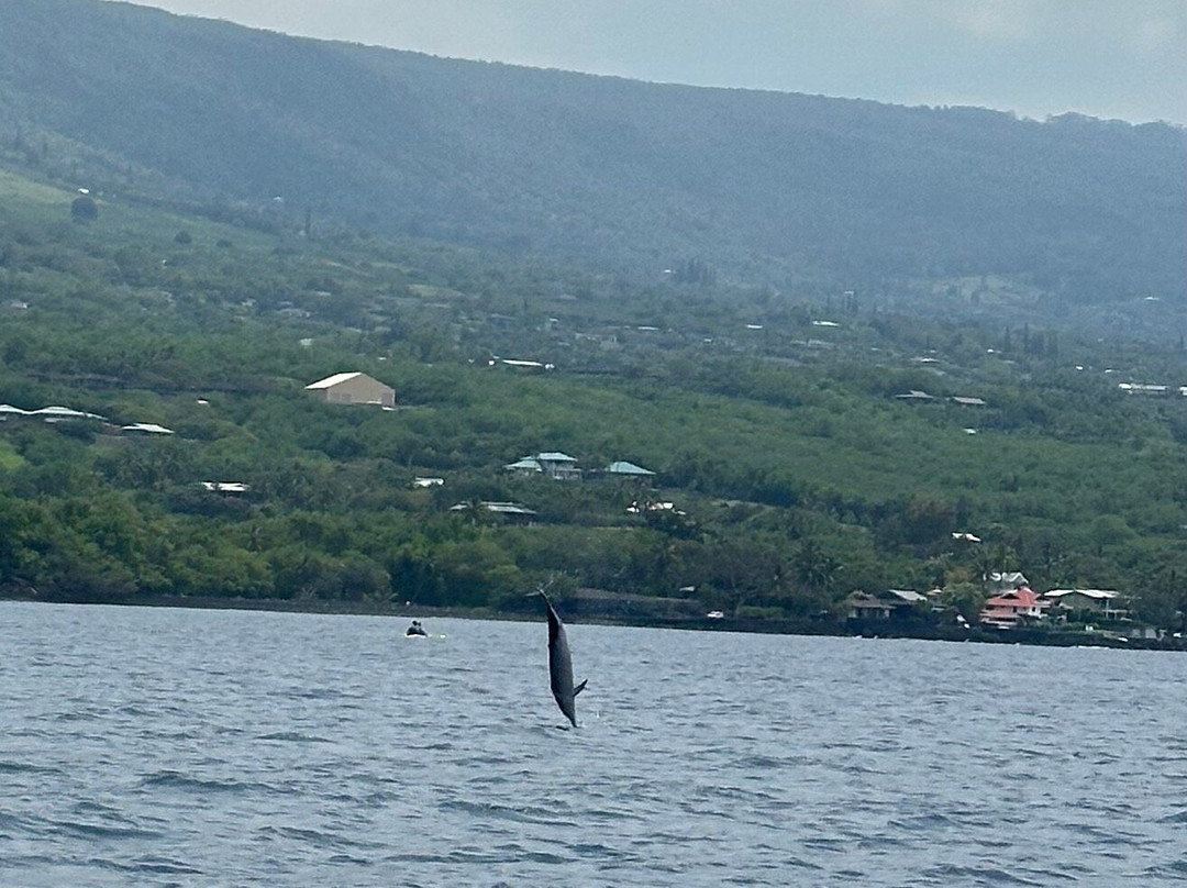 Kona Ocean Experience-凯鲁瓦-柯纳必去景点