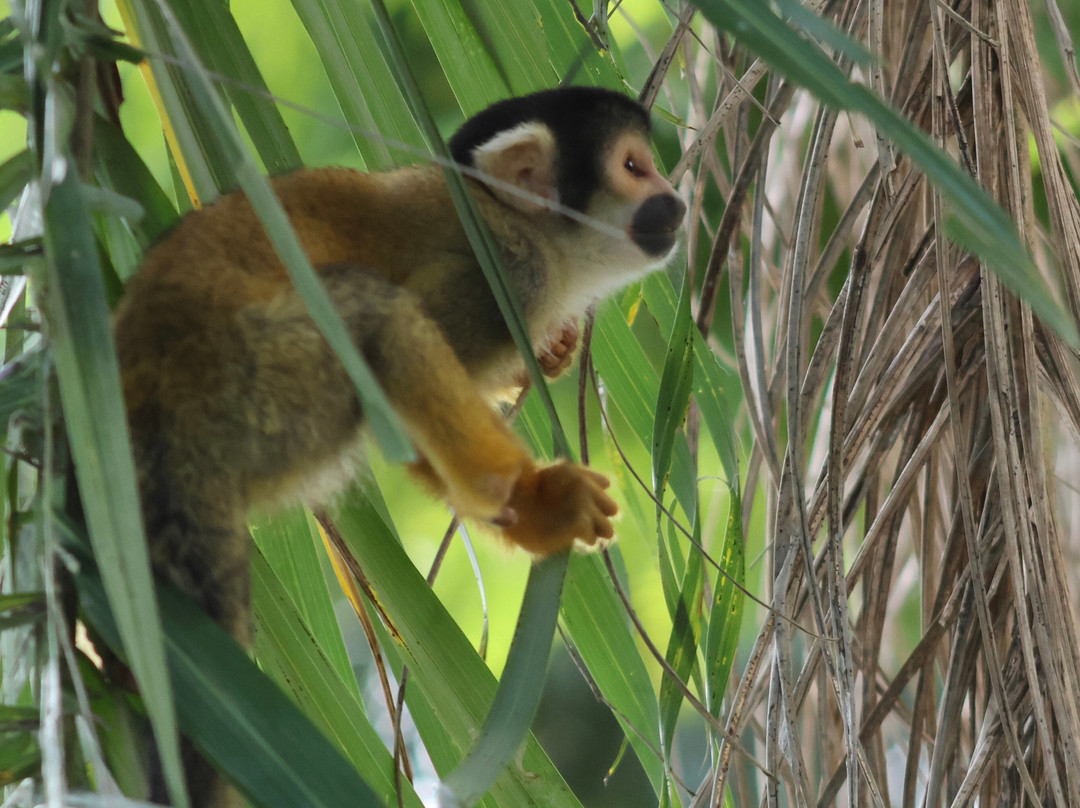 CHUCHINI Amazon Wildlife Reserve & Eco Lodge-Trinidad必去景点