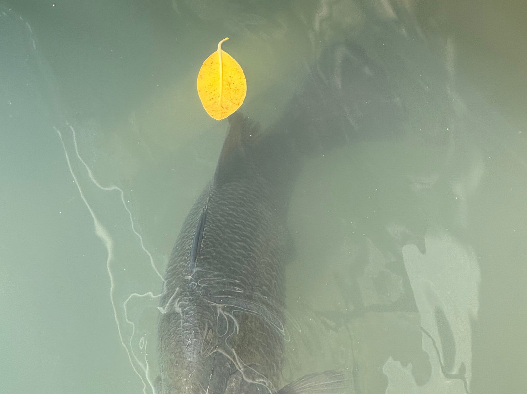Aquascene Fish Feeding-达尔文市必去景点