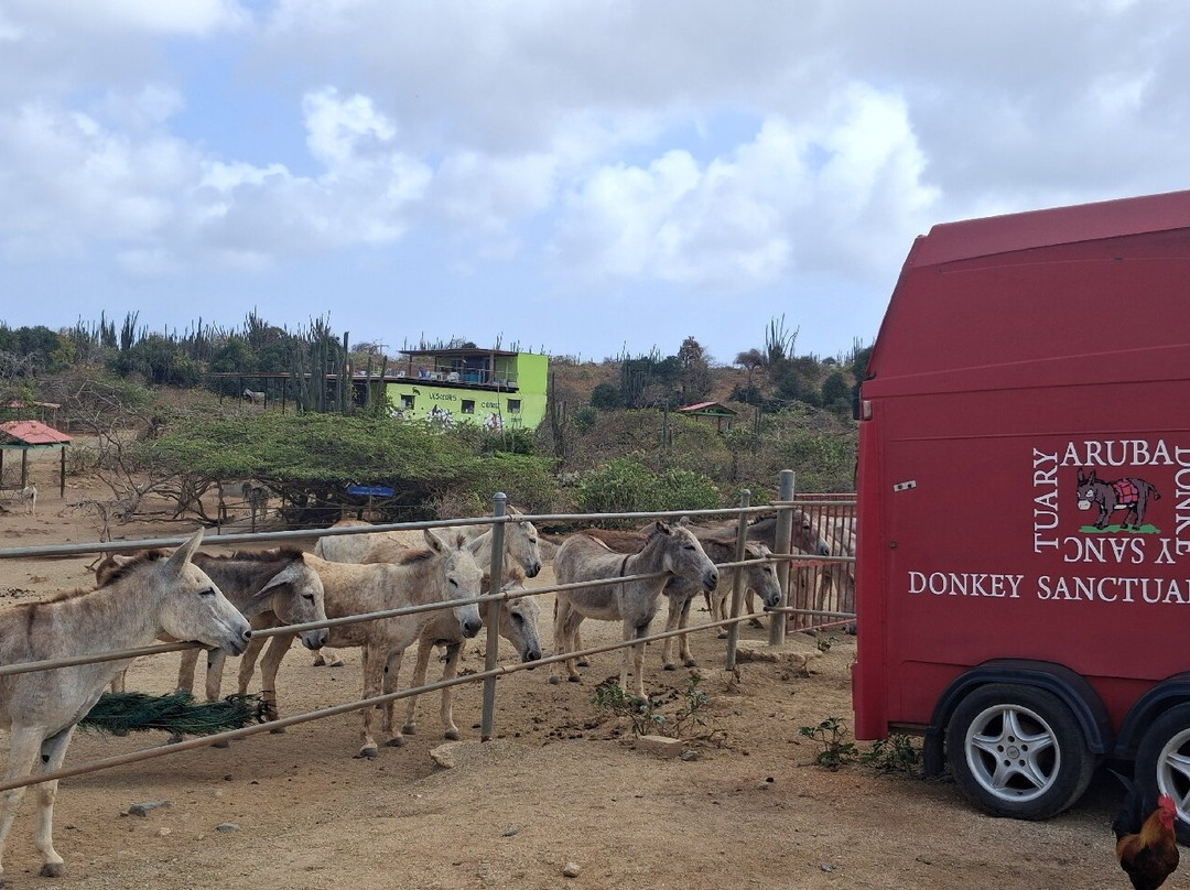 Donkey Sanctuary Aruba-Santa Cruz必去景点