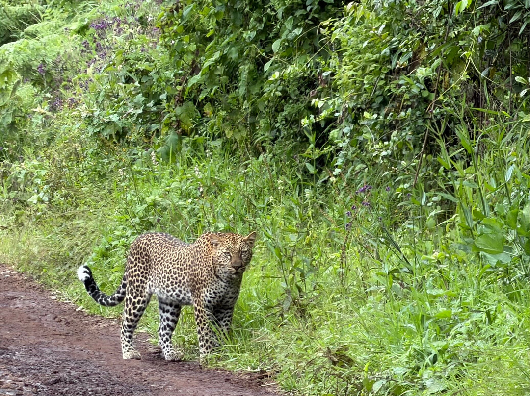 Momella African Adventure-阿鲁沙必去景点
