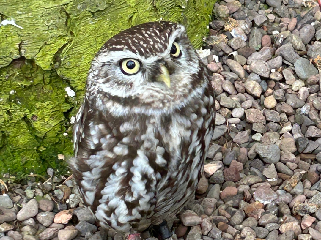 Dalhousie Castle Falconry-邦尼里格必去景点