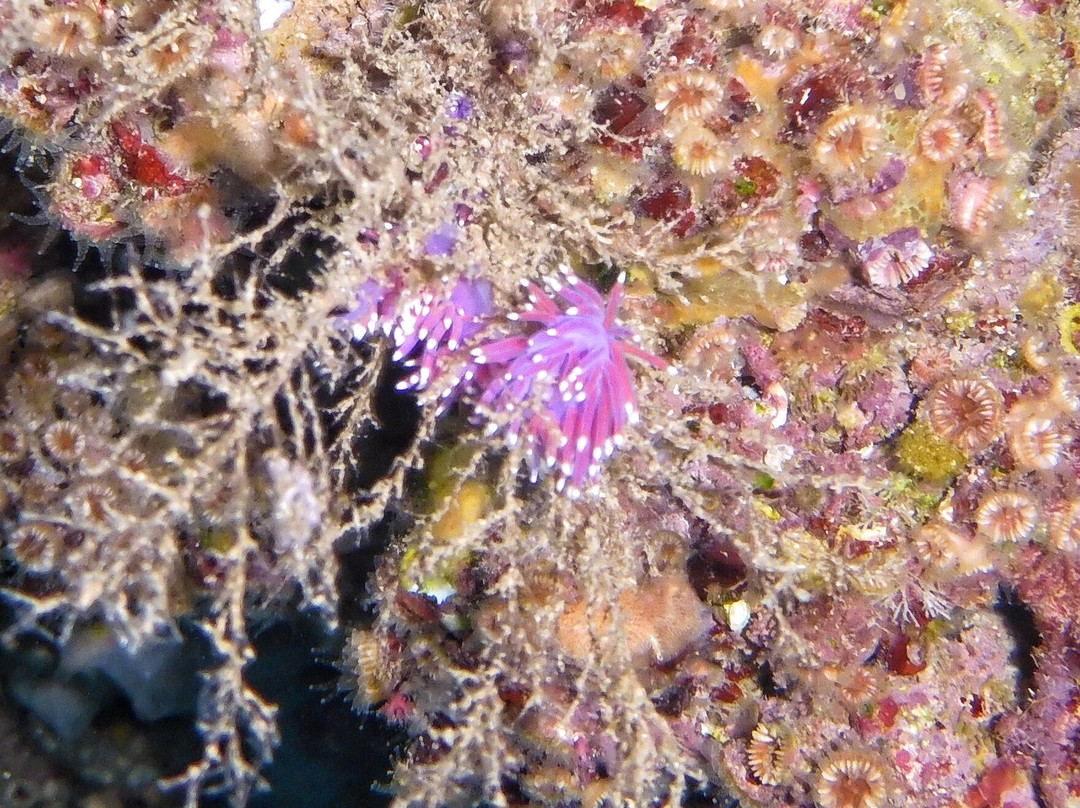 Diving Menorca-米诺卡必去景点