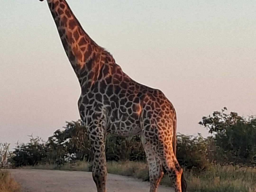 Discover Kruger Safaris-库马堤港必去景点