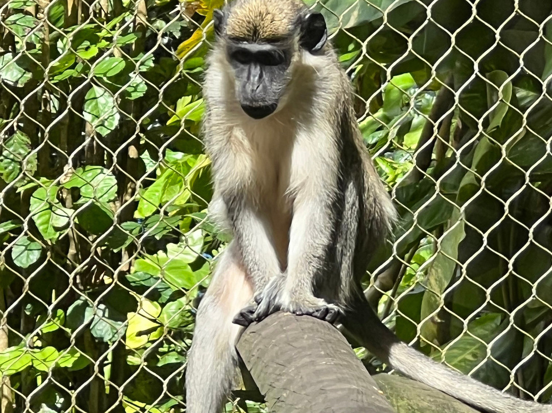 Zoo De Guadeloupe Au Parc Des Mamelles-Bouillante必去景点