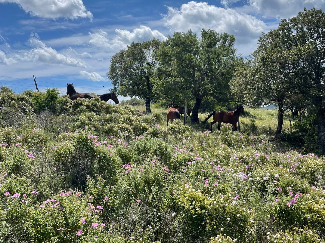 Centro Equestre Il Falco-Castiadas必去景点