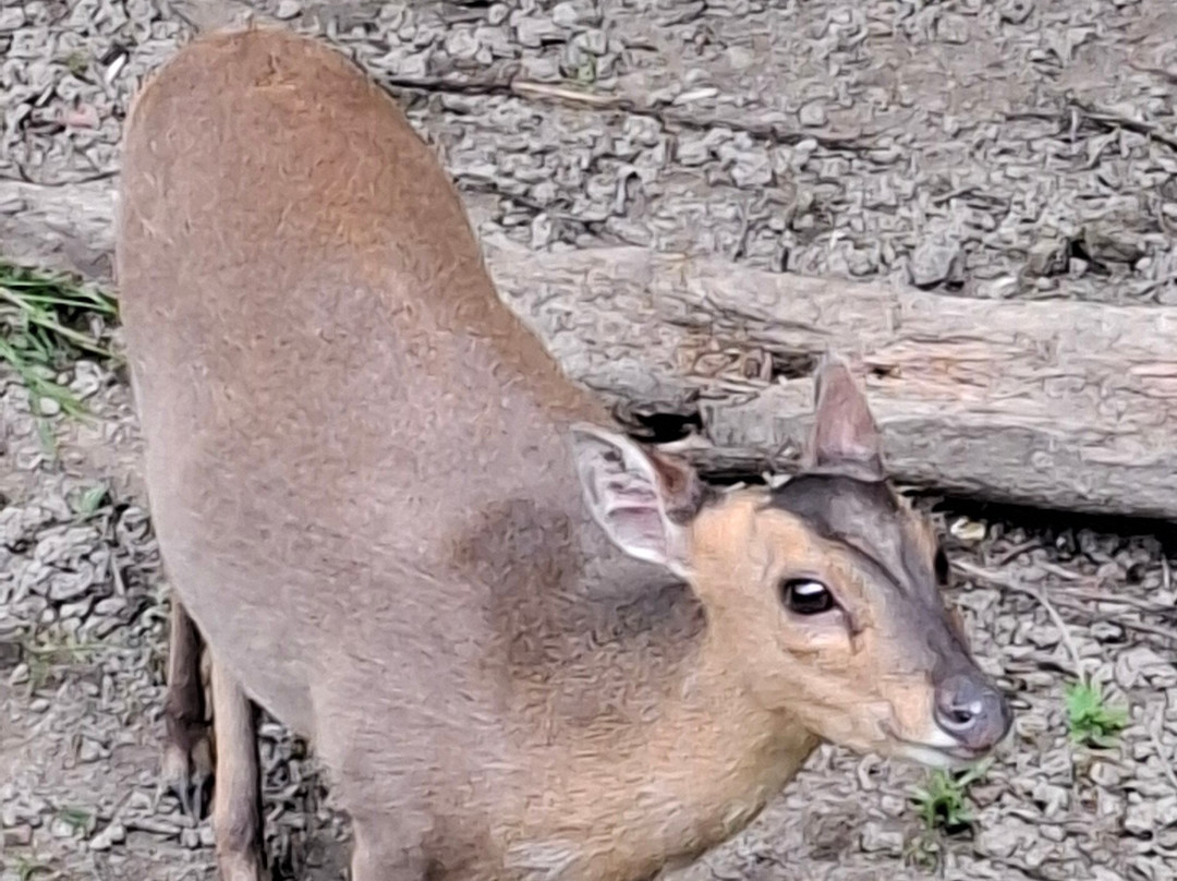 British Wildlife Centre-Lingfield必去景点
