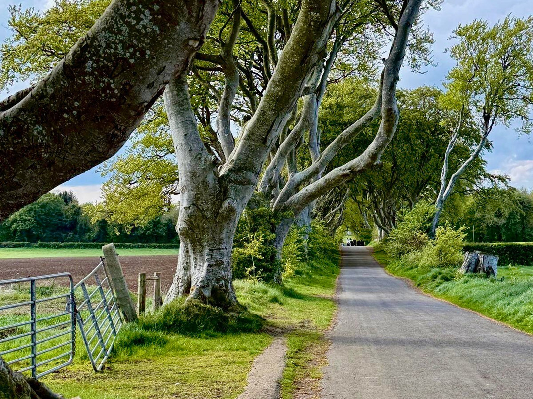 The Dark Hedges-巴利马尼必去景点
