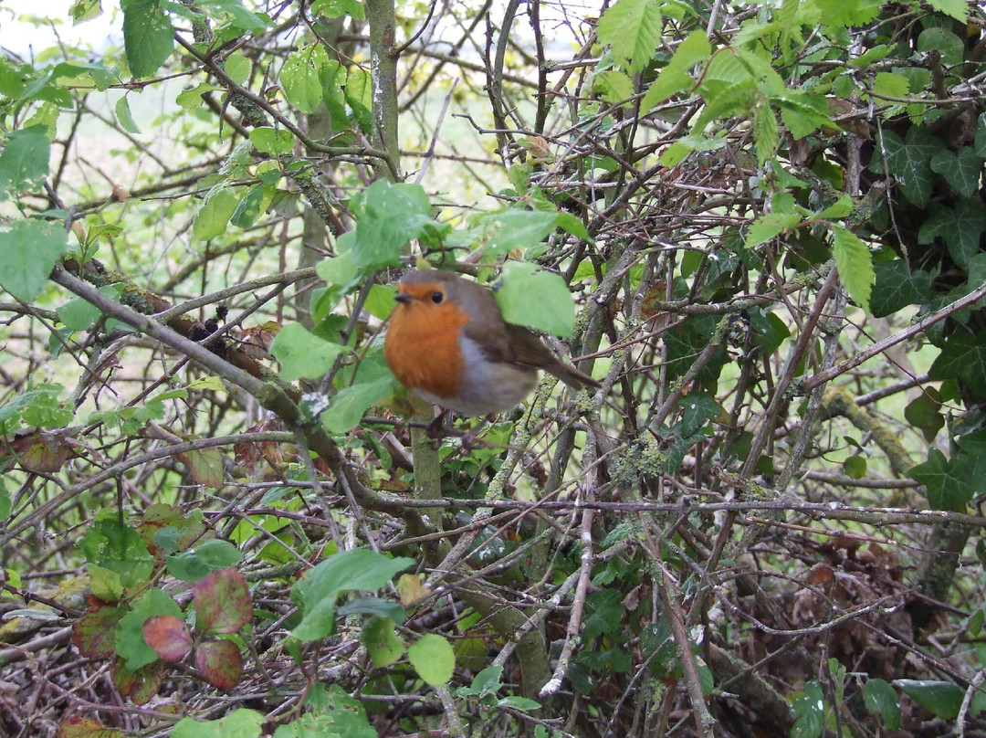 RSPB Titchwell Marsh-Titchwell必去景点