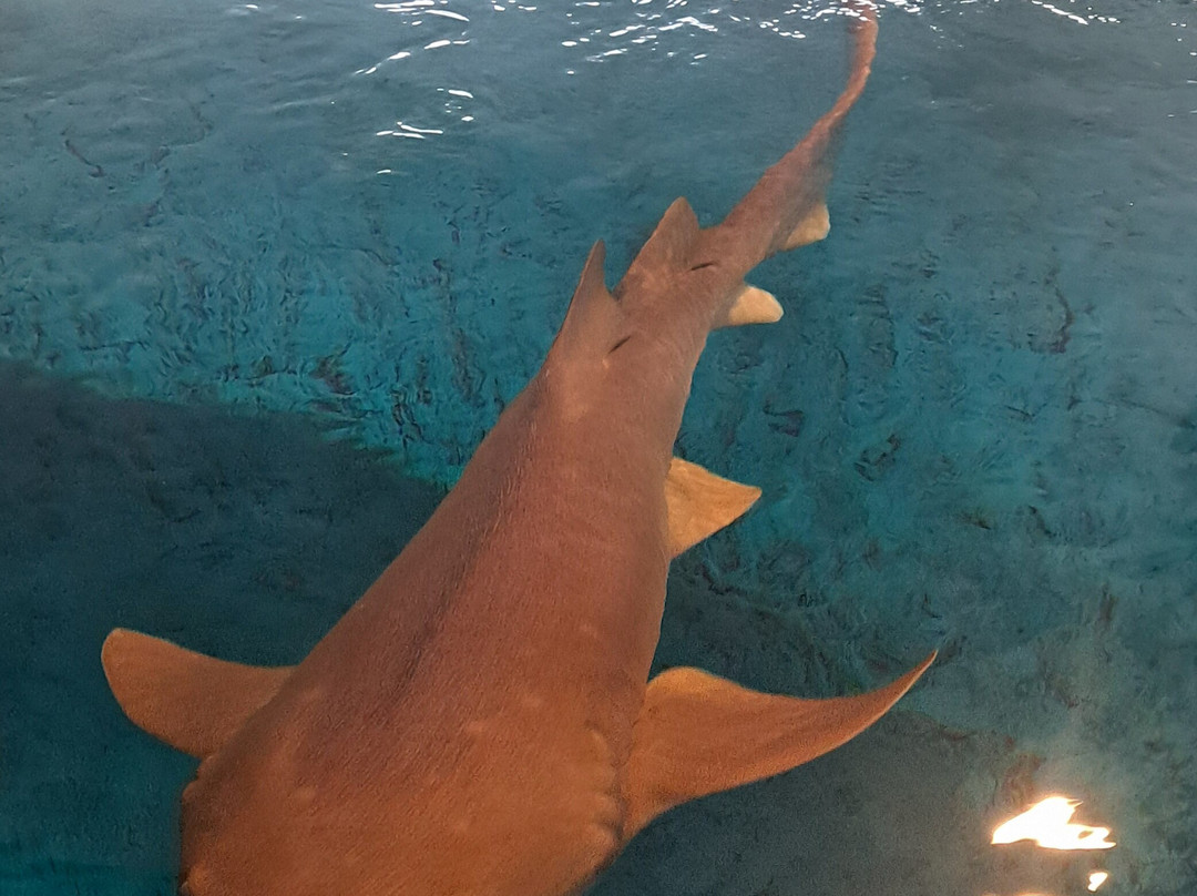 Oceanário de Aracaju-阿拉卡茹必去景点
