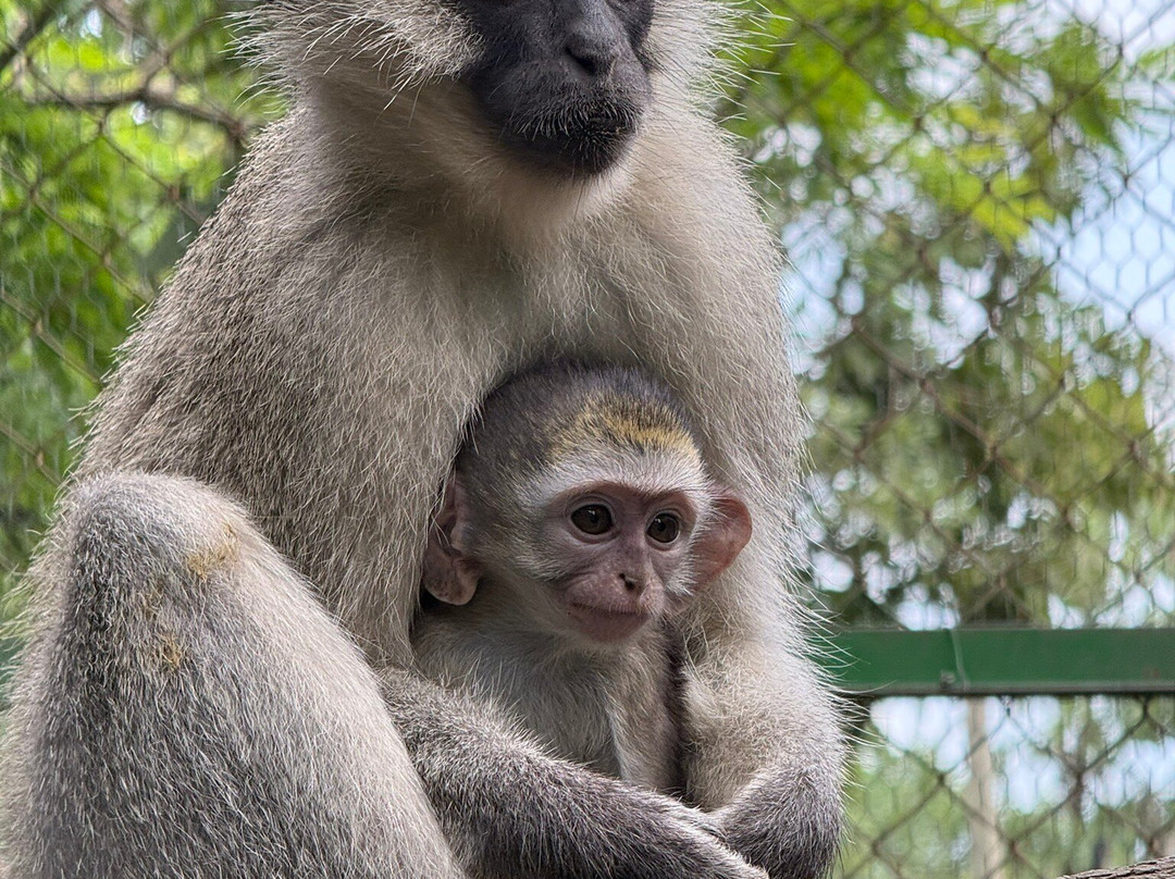 Vervet Monkey Foundation-参宁必去景点