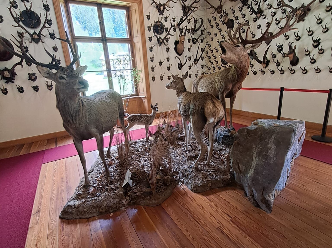 Alpenfauna Museum "Beck Peccoz" - Museo regionale della fauna alpina-Gressoney Saint Jean必去景点