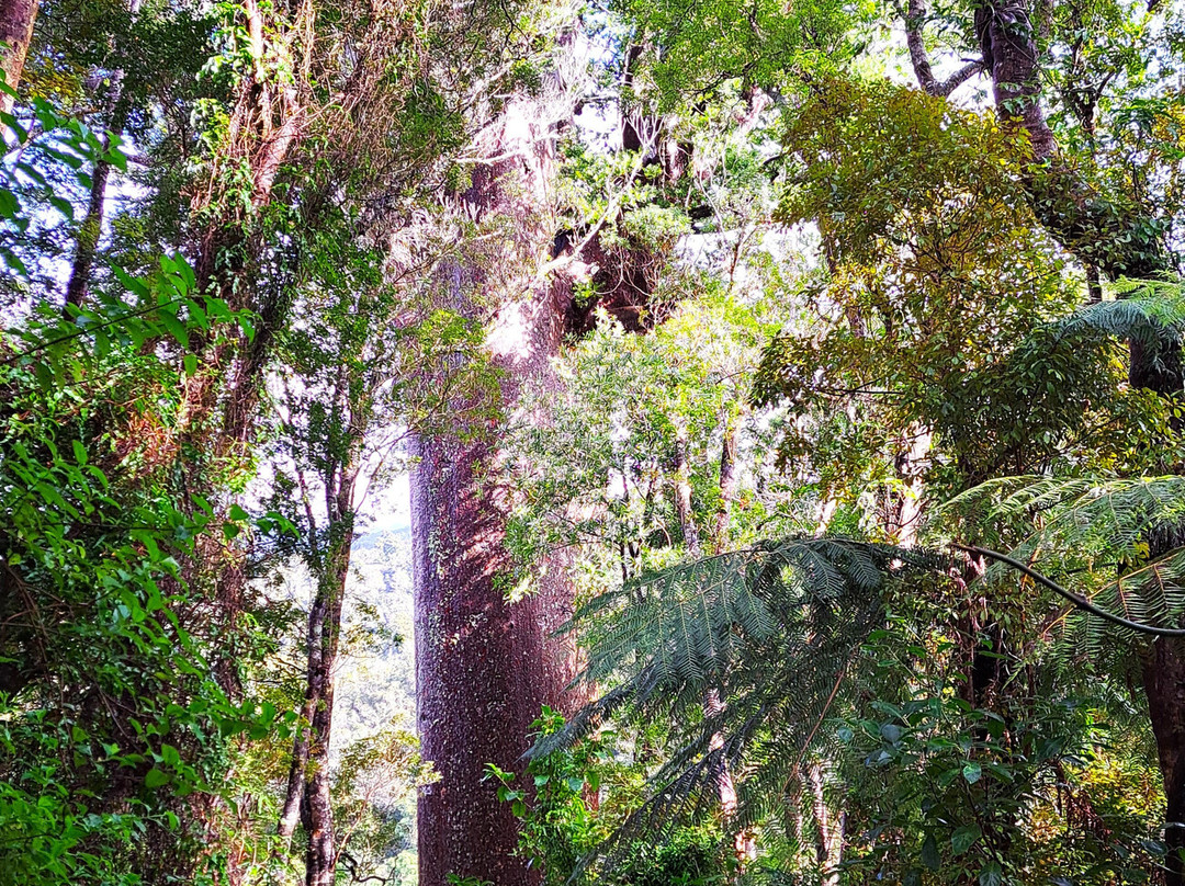 Cookson Kauri Walk