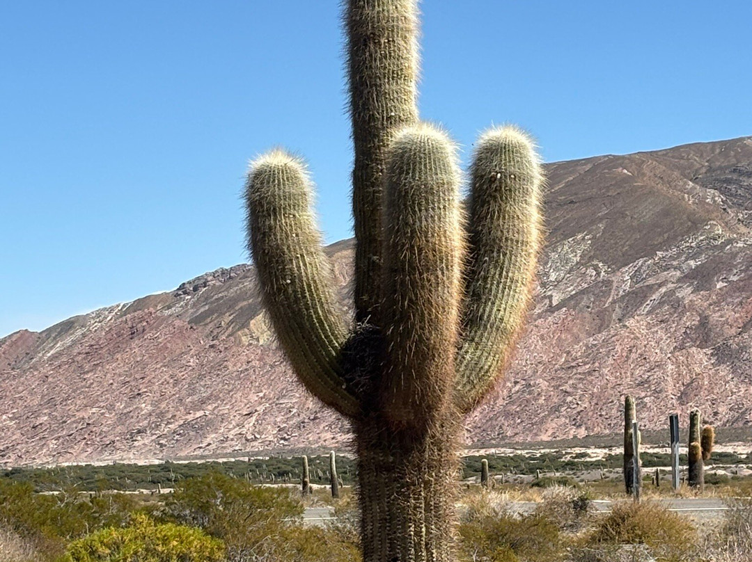 Parque Nacional Los Cardones-卡奇必去景点