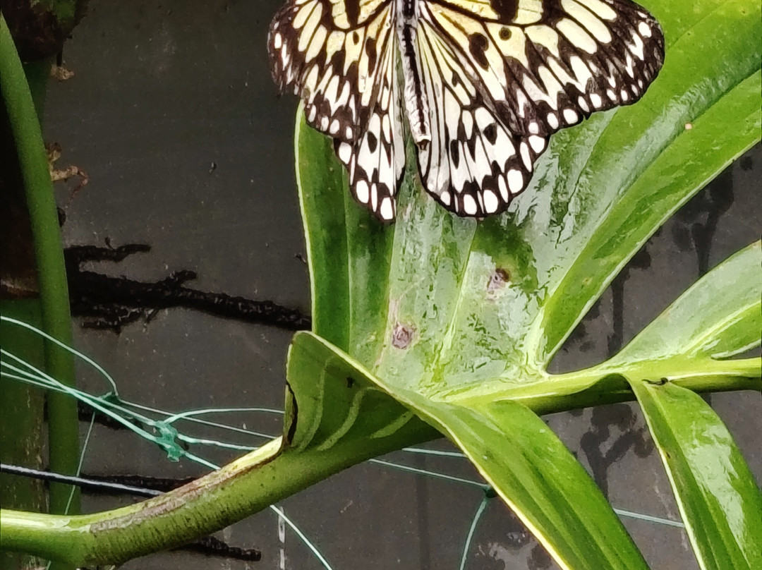 Magic of Life Butterfly House-Cwmbrwyno必去景点
