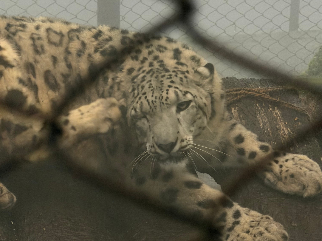 Padmaja Naidu Himalayan Zoological Park-大吉岭必去景点
