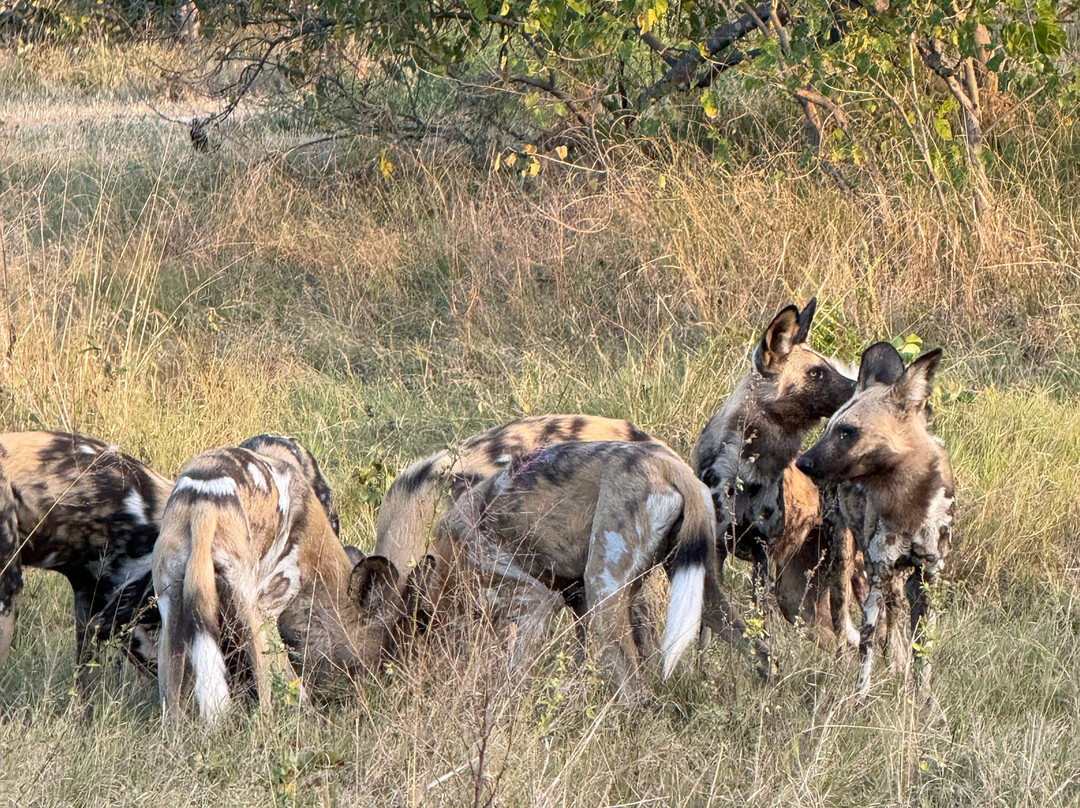 Gondwana Tours & Safaris-马翁必去景点
