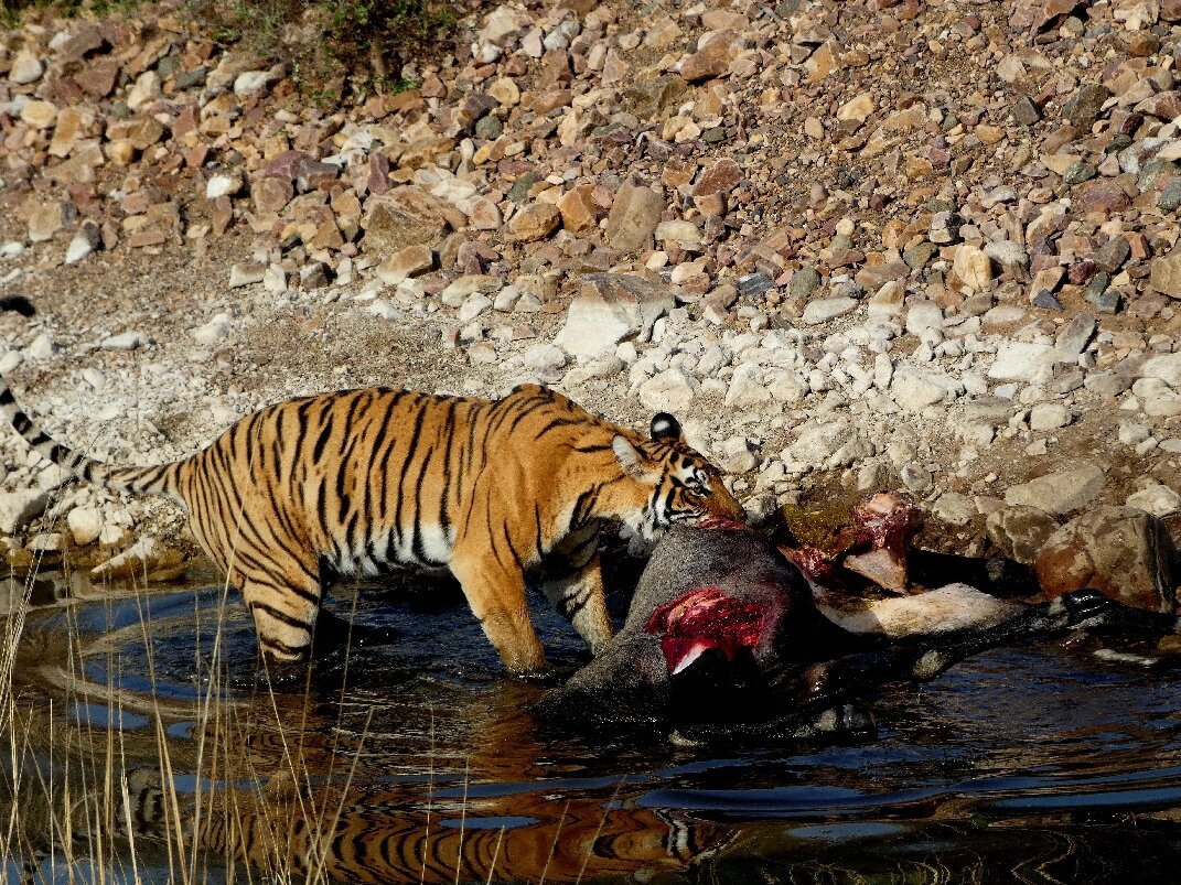 Ranthambore Tiger Safari-瑟瓦伊马托布尔必去景点
