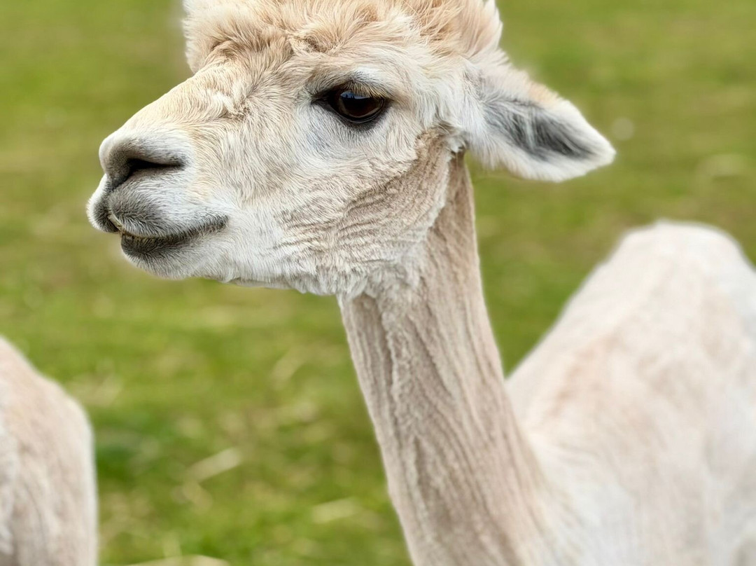Tiny Steps Petting Farm-Bourne必去景点