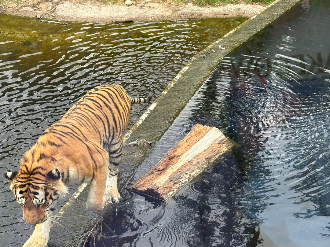 Kolmården Zoo-Kolmarden必去景点