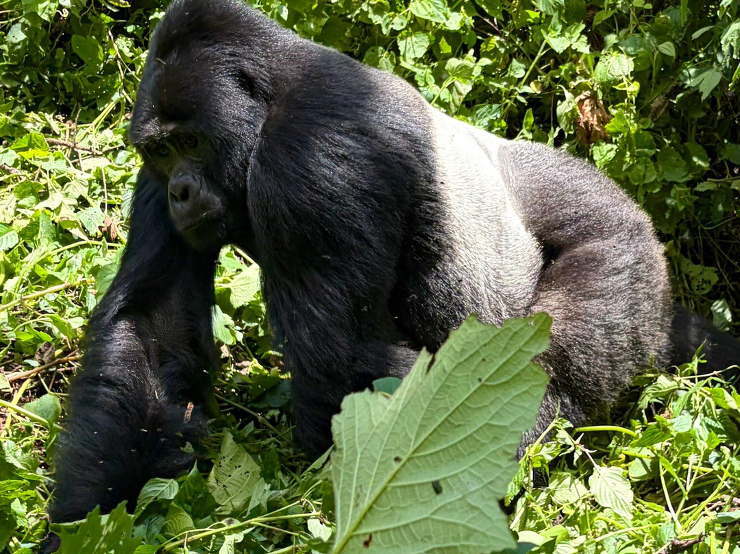 Bwindi Impenetrable Forest-Western Region必去景点