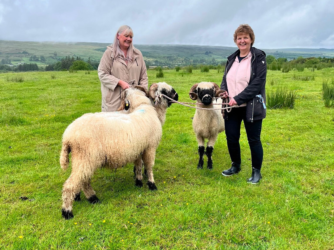 Wild Atlantic Sheep Walks-Tobercurry必去景点