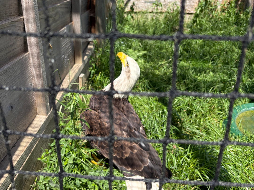 Pitcombe Rock Falconry-Bruton必去景点