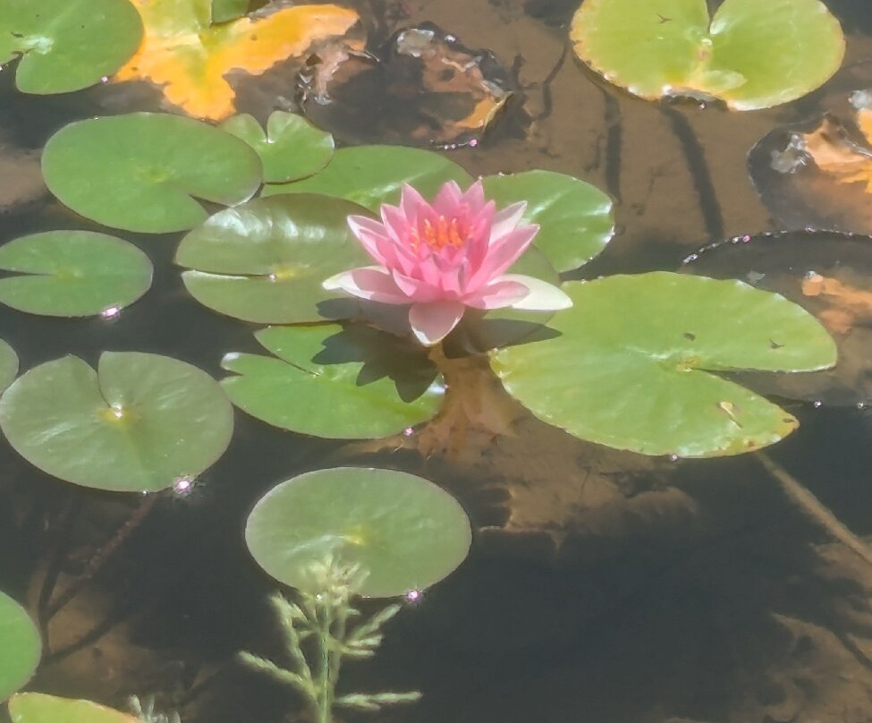 Living Desert Zoo and Gardens State Park-卡尔斯巴德必去景点