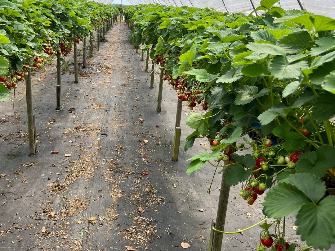 Woore Fruit Farm-Woore必去景点