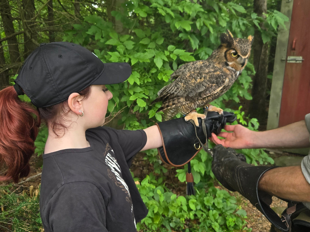 Monadnock Falconry