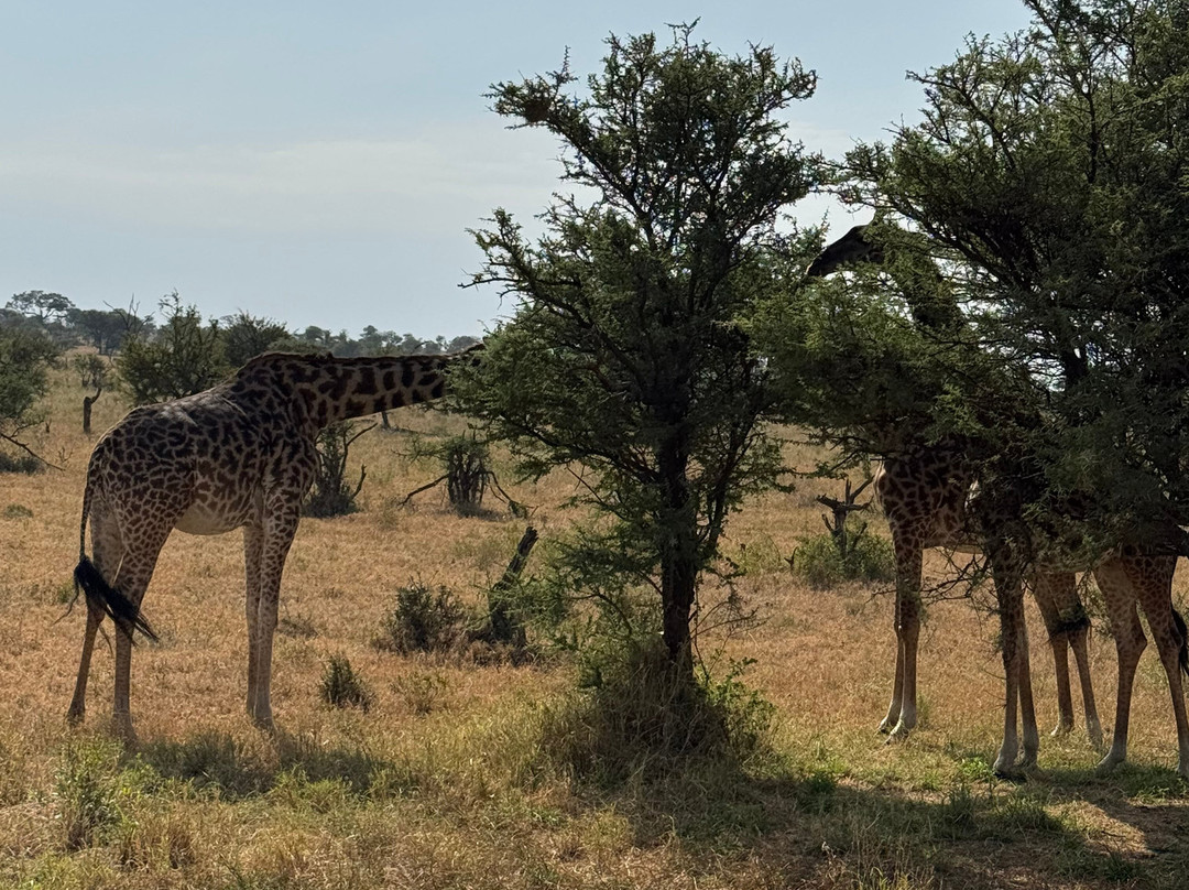 Sereland Africa Safaris-Sakina必去景点
