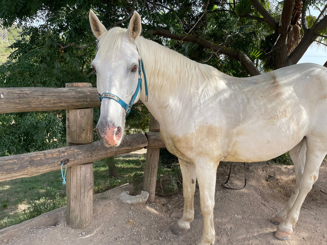 Barcelona Horse Tours-Sant Just Desvern必去景点