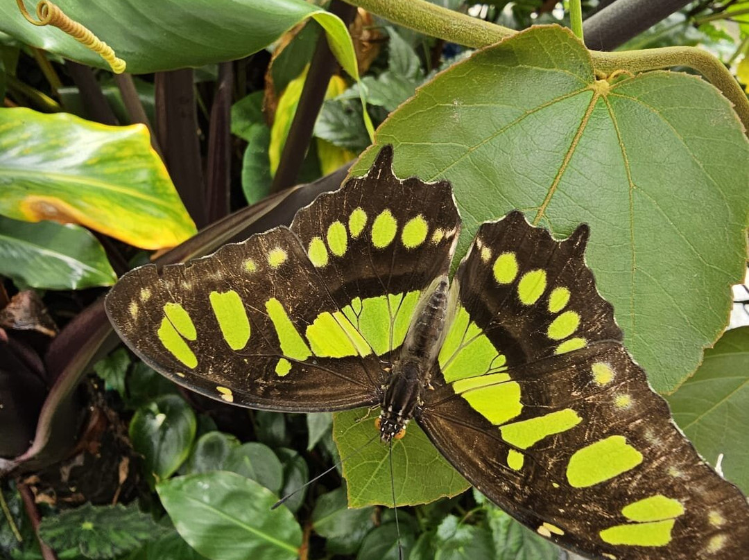 Magic of Life Butterfly House-Cwmbrwyno必去景点