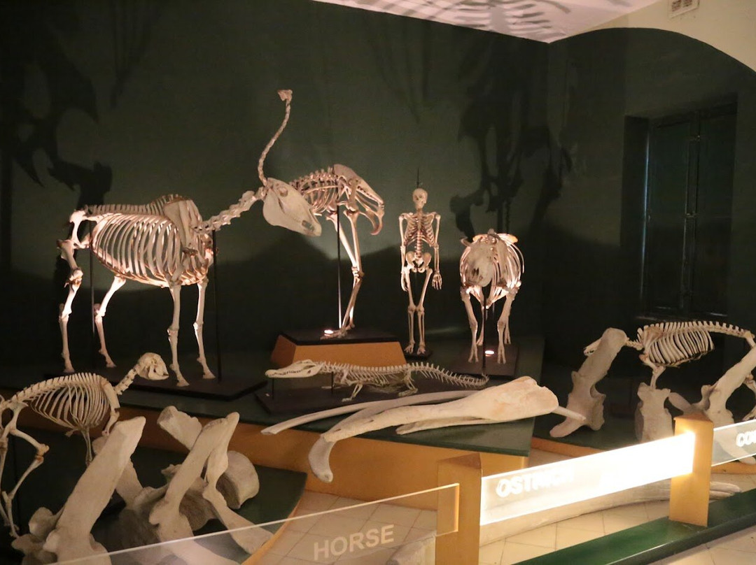 National Museum of Natural History-姆迪纳必去景点