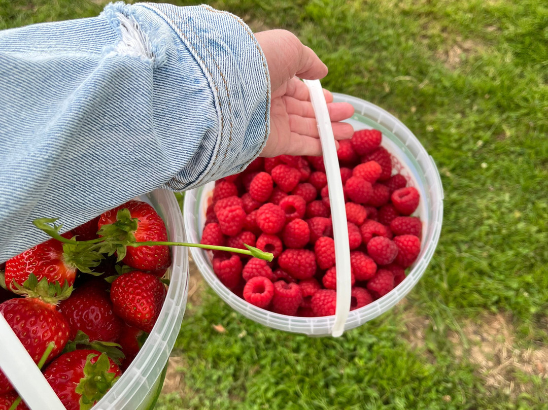 Wester Hardmuir Fruit Farm-奈恩必去景点