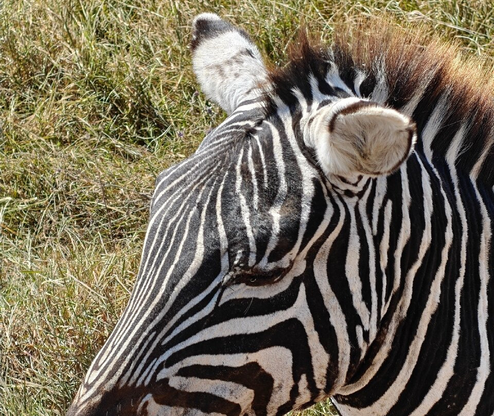 Ngorongoro Crater-恩戈罗恩戈罗保护区必去景点