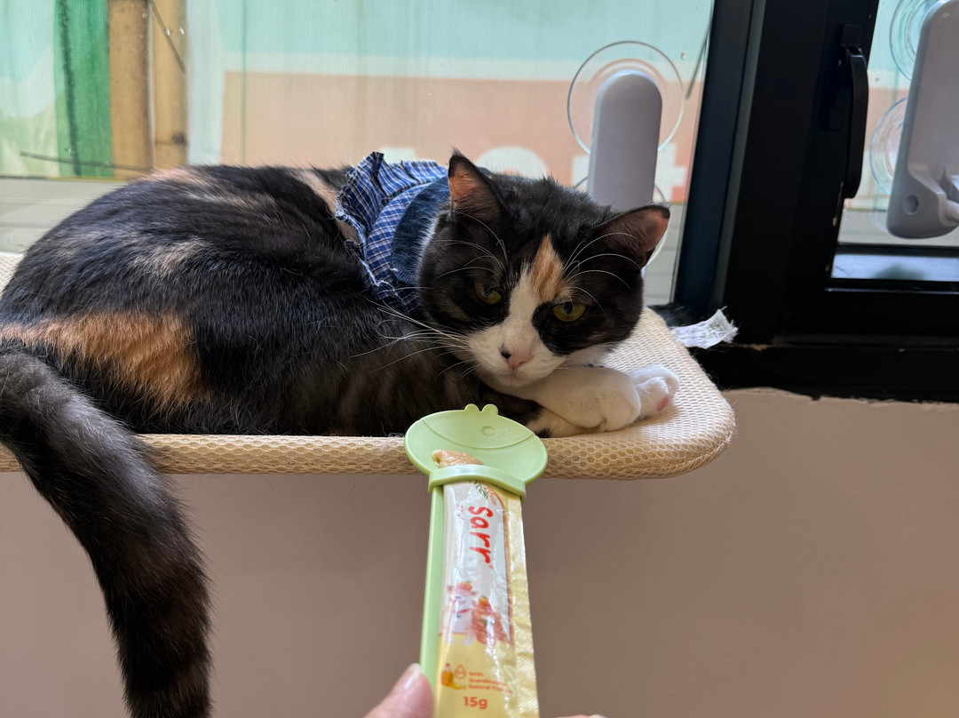 猫之茶房-香港必去景点