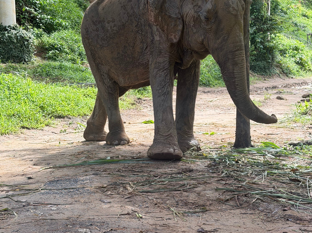 Phuket Elephant Sanctuary-普吉岛必去景点