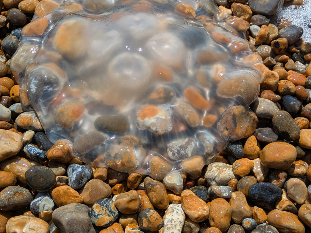 Sandgate Beach-Sandgate必去景点